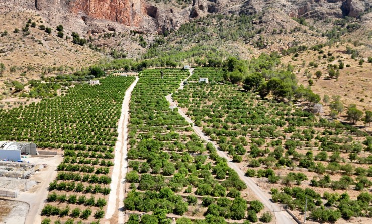 Finca Country Property - Wederverkoop - Orihuela - Orihuela