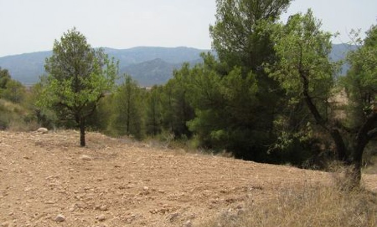 Plot - Sale - Murcia - Murcia