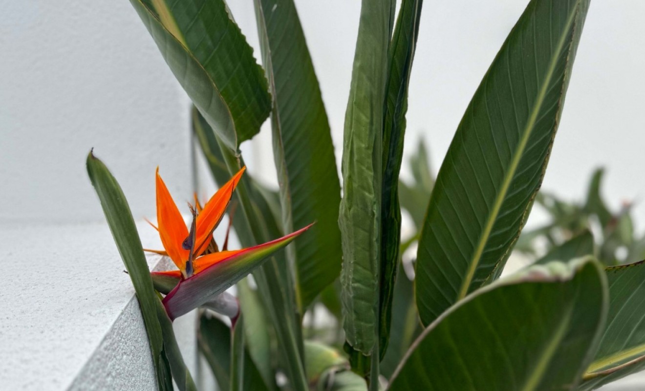 Sale - Detached villa - Torrevieja - Los Balcones - Los Altos del Edén