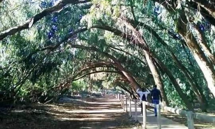 Nieuwbouw woningen - Bungalow - Torrevieja - Altos del Sol