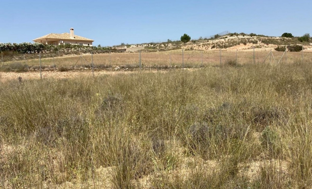 New Build - Villa - Pinoso - Camino Del Prado