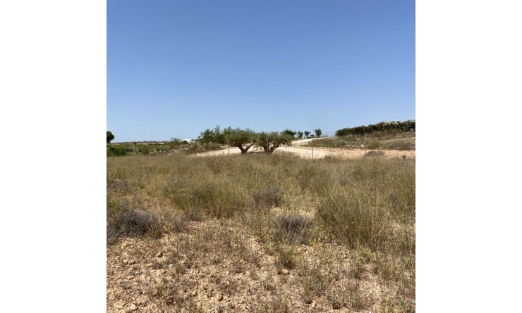 New Build - Villa - Pinoso - Camino Del Prado