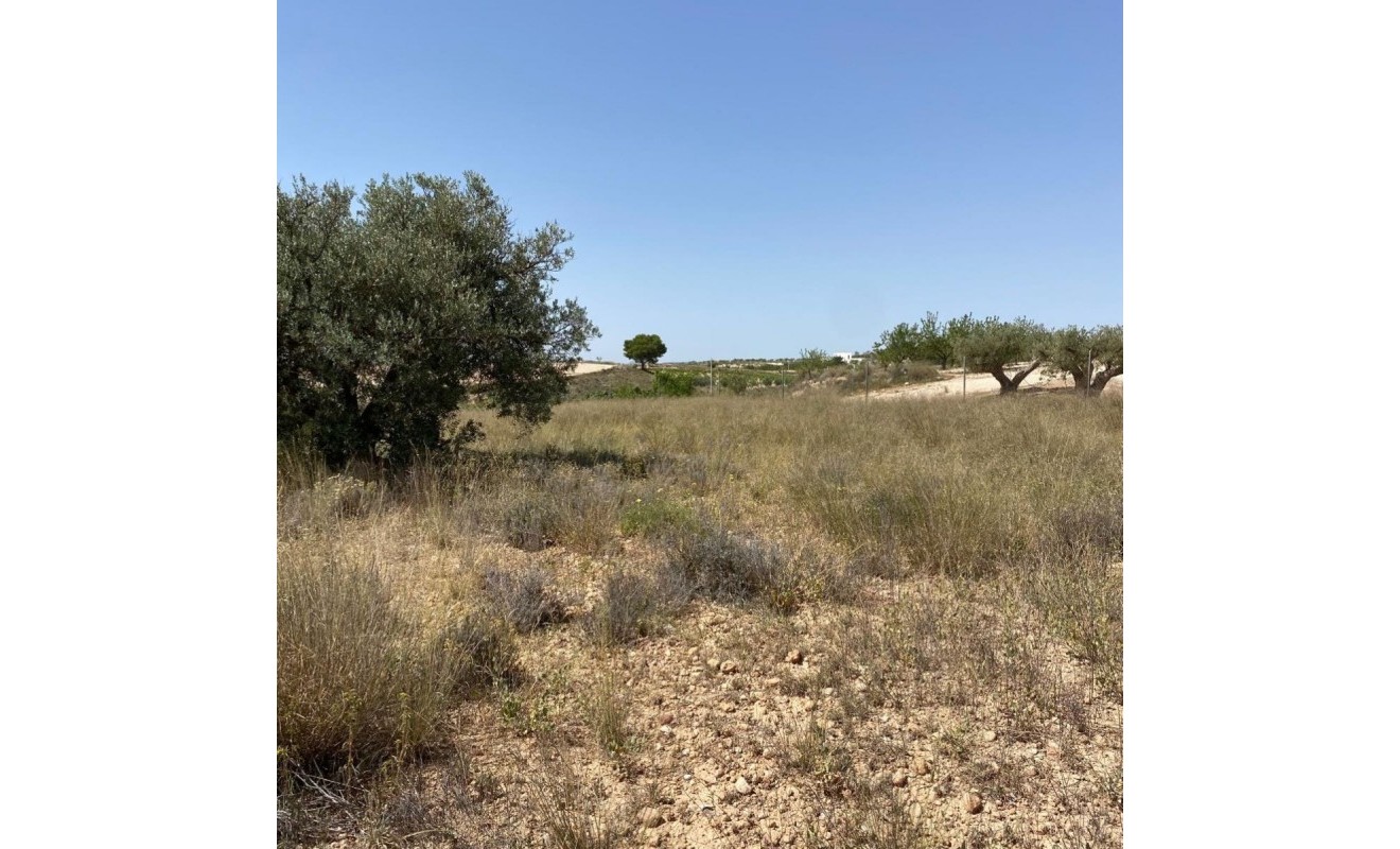 New Build - Villa - Pinoso - Camino Del Prado