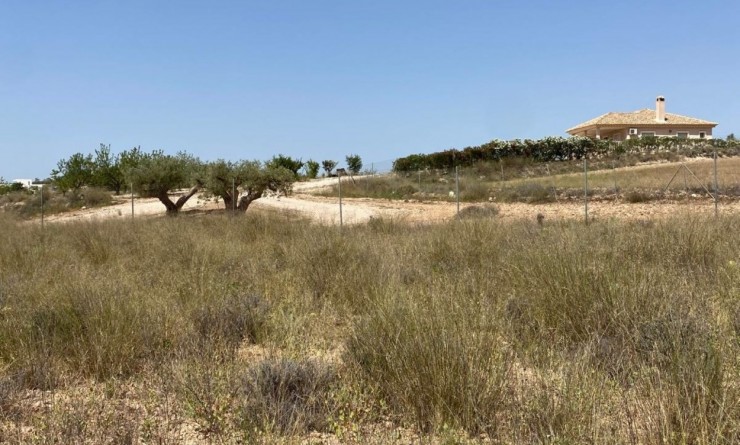 New Build - Villa - Pinoso - Camino Del Prado