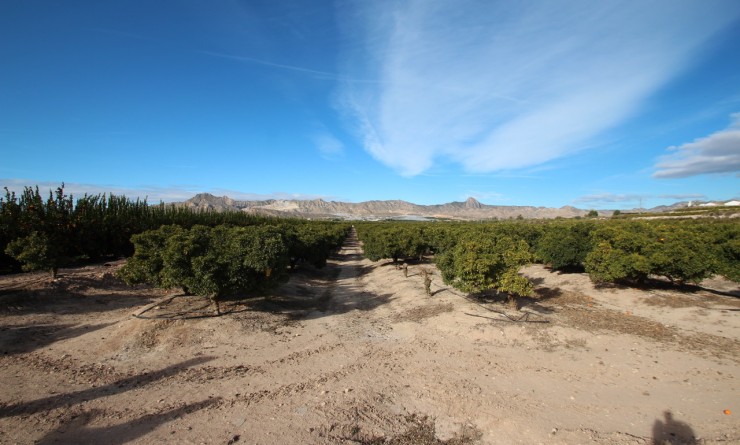 Wederverkoop - Finca - Murcia - Costa Blanca Sur