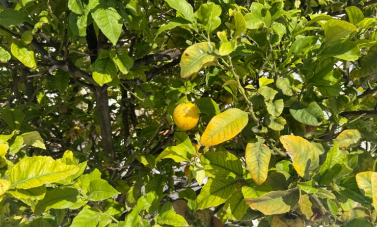 Wederverkoop - detached_house - Torrevieja - Costa Blanca Sur