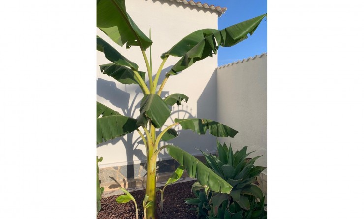 Wederverkoop - Villa / Detached - Ciudad Quesada - Quesada Center