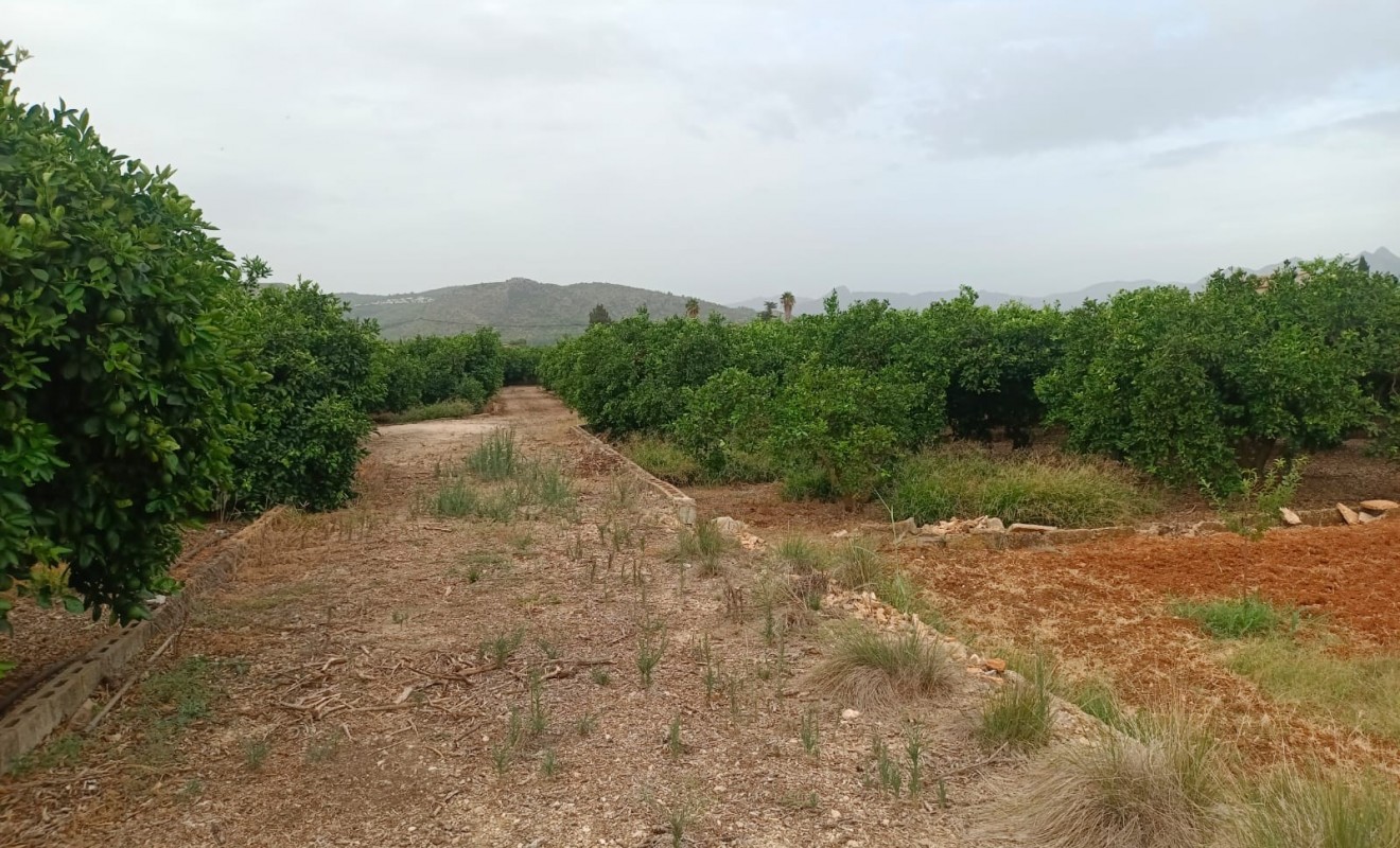 Sale - Plot / Land - Pedreguer