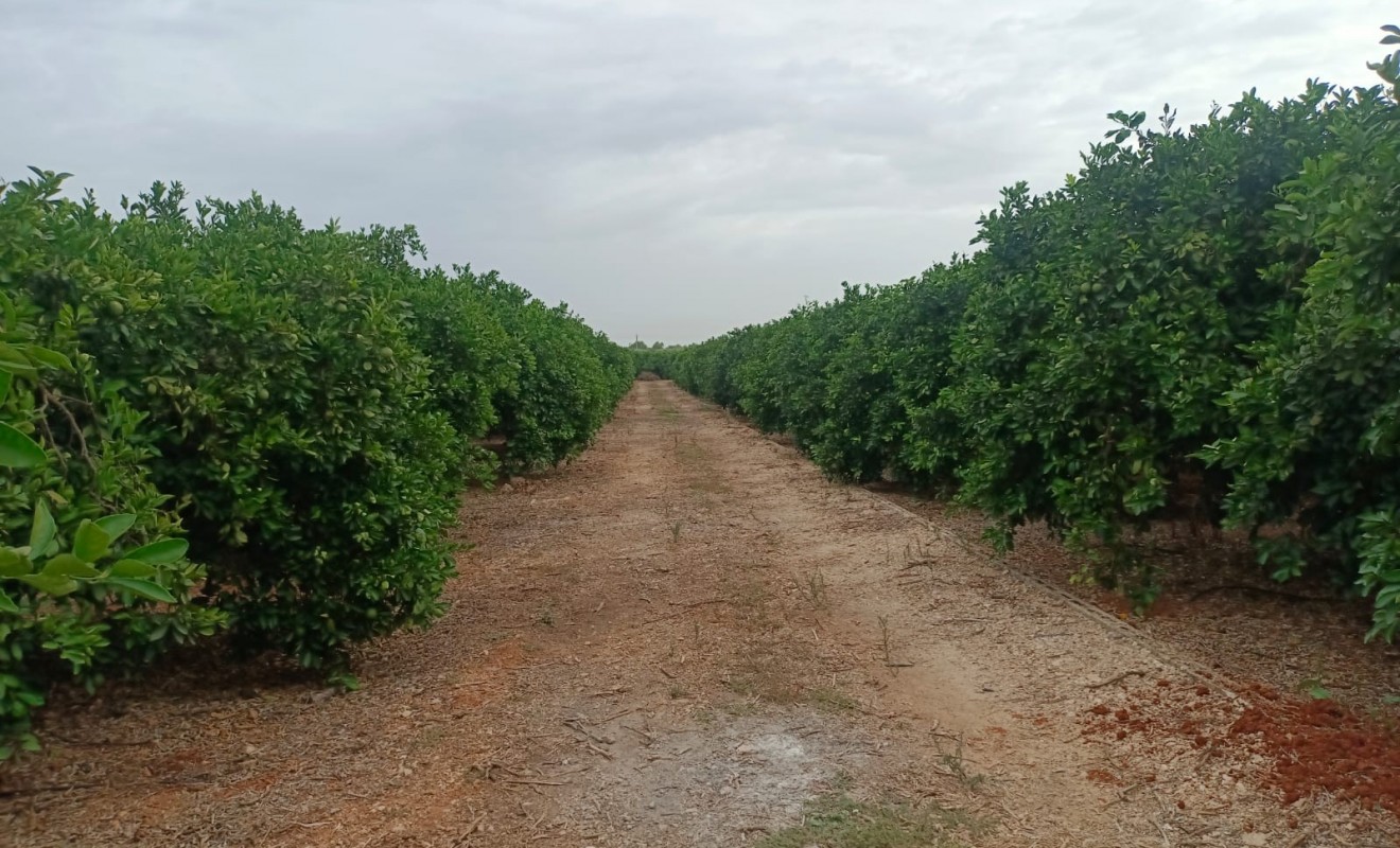 Sale - Plot / Land - Pedreguer