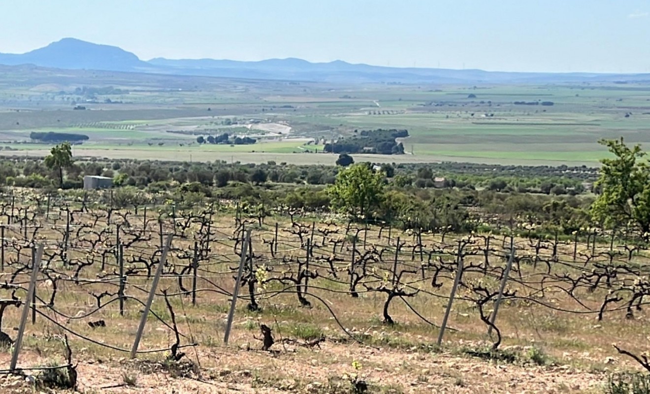 Nouvelle construction - Villa - Yecla