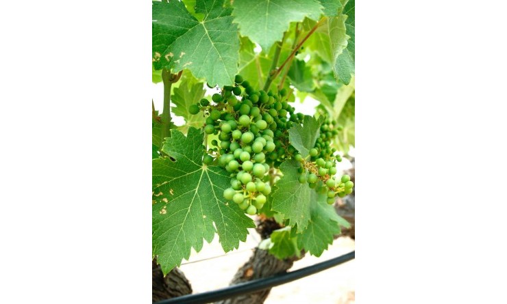 Nieuwbouw woningen - Villa - Yecla