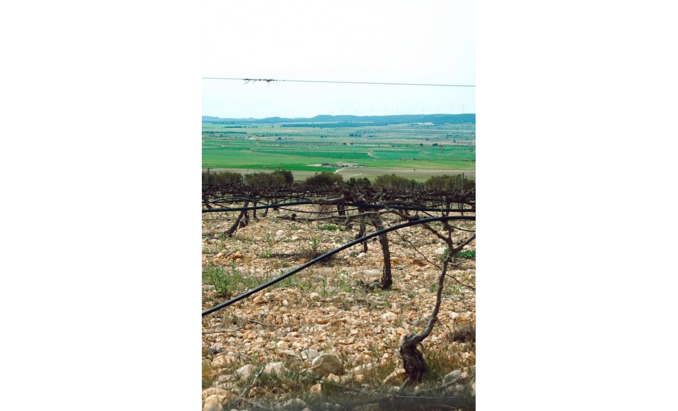 Nieuwbouw woningen - Villa - Yecla