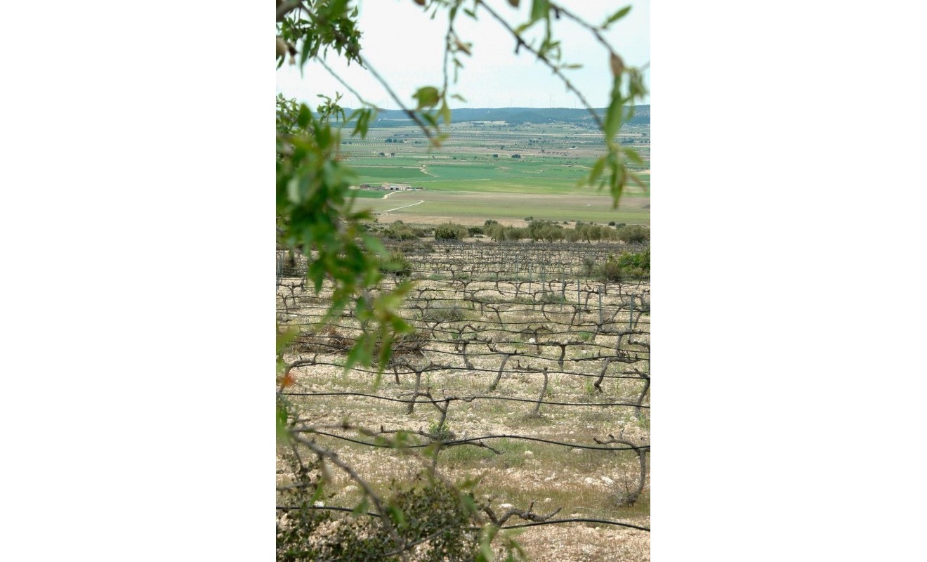 Nieuwbouw woningen - Villa - Yecla