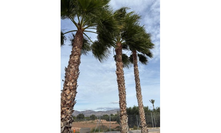 Sale - Detached villa - Crevillente