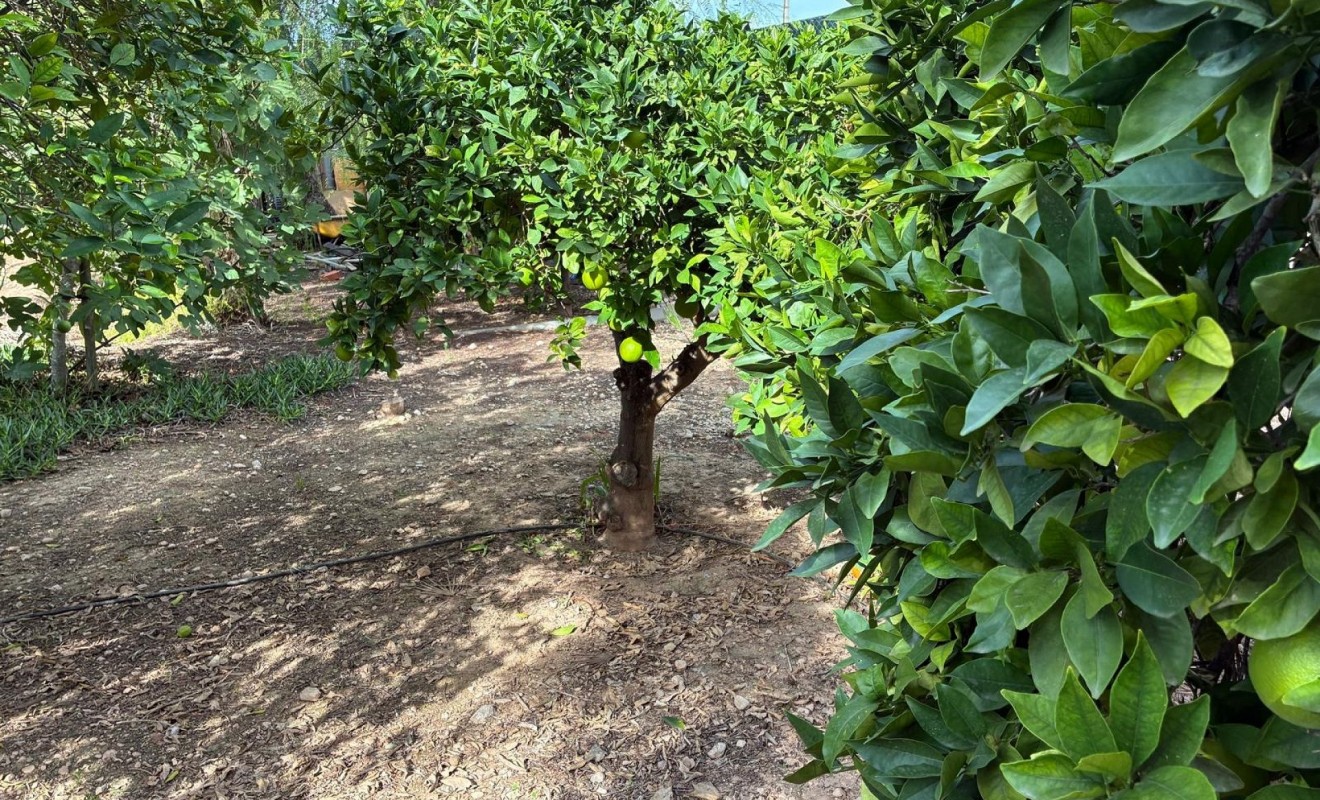 Sale - Detached villa - Crevillente