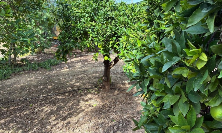 Sale - Detached villa - Crevillente