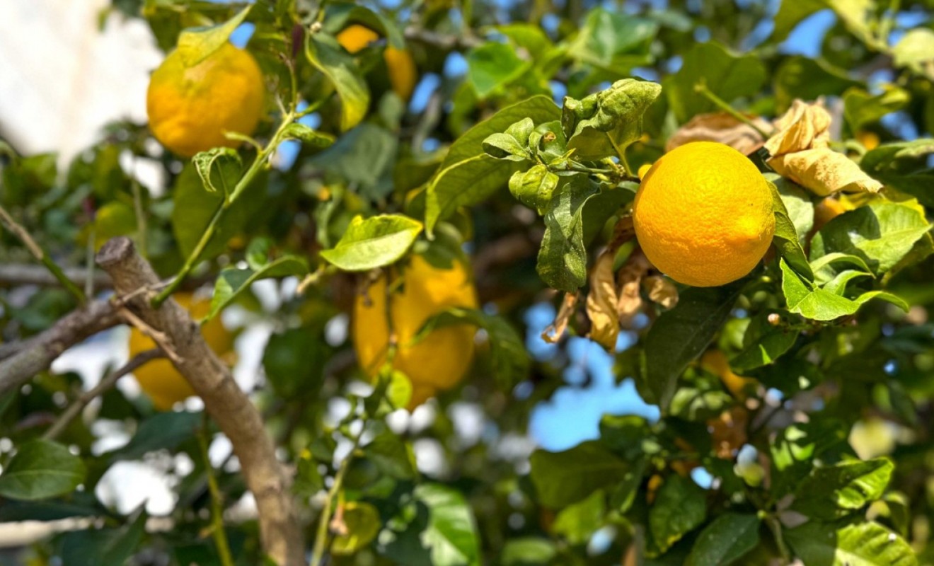 Wederverkoop - Detached villa - Orihuela Costa - Villamartín