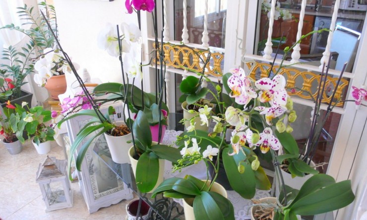 Revente - Finca Country Property - Dolores