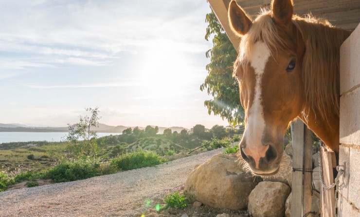 Wederverkoop - Villa - Costa Blanca - Orihuela Costa