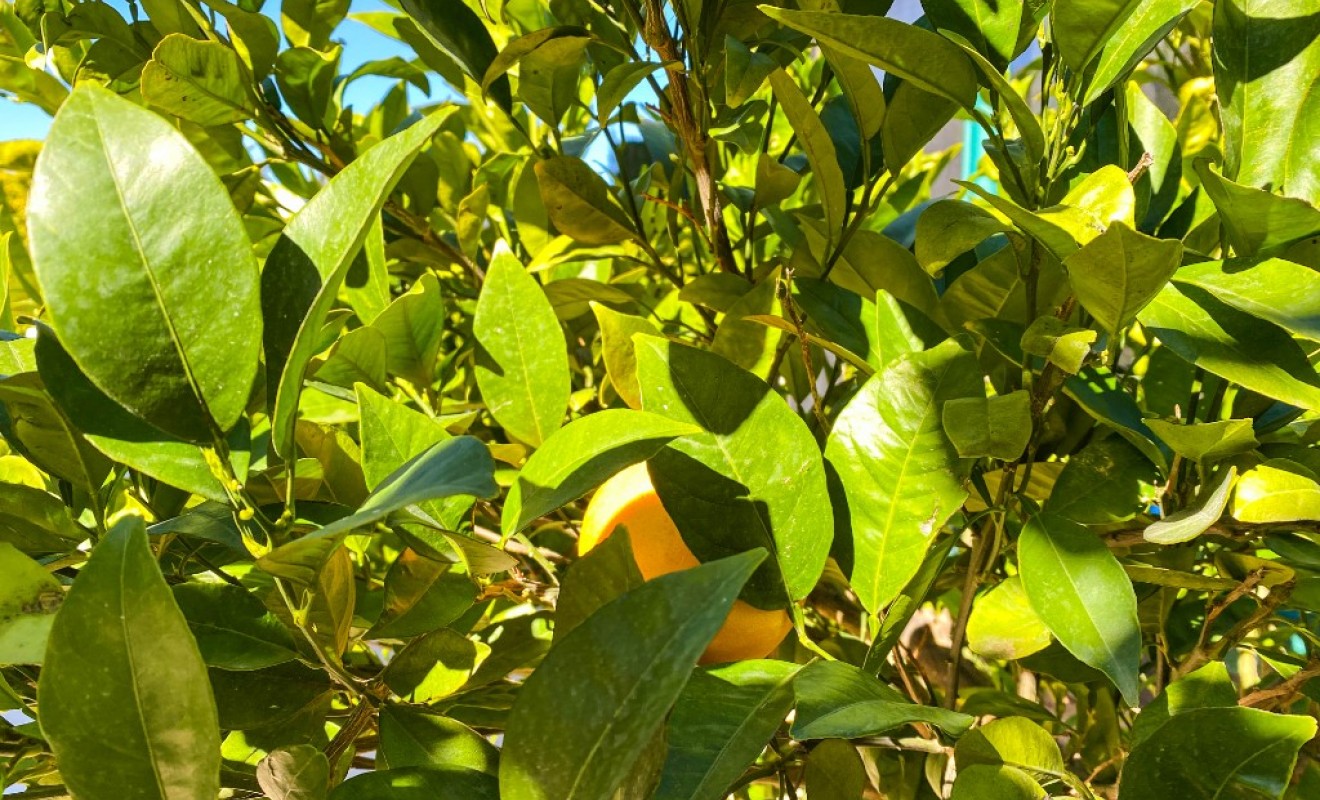 Sale - Villa - La Zenia