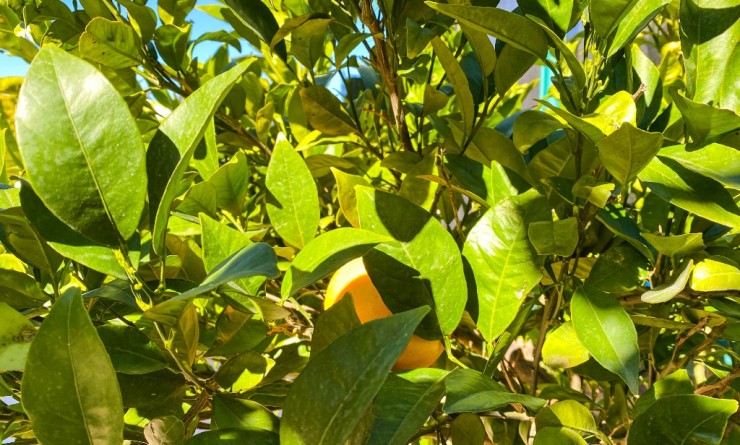 Sale - Villa - La Zenia