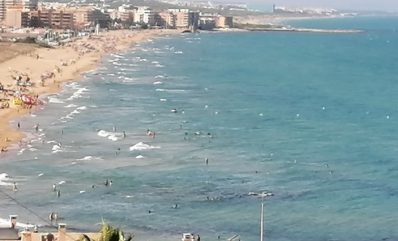 New Build - Villa - Torrevieja - torrevieja