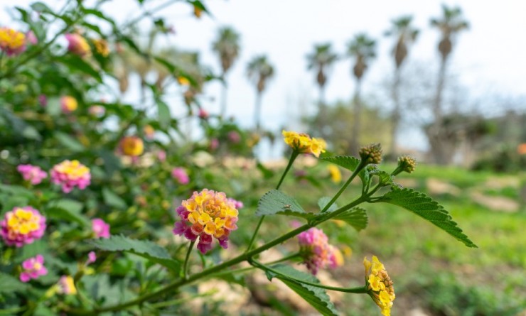 Revente - Villa - Torrevieja - Los altos