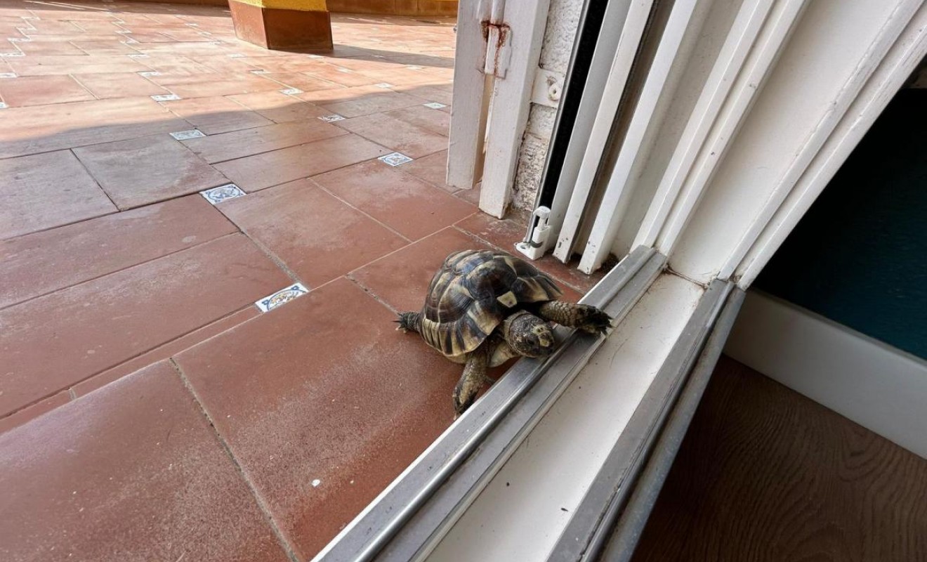 Revente - Detached villa - San Miguel de Salinas