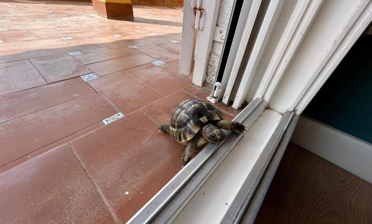 Revente - Detached villa - San Miguel de Salinas