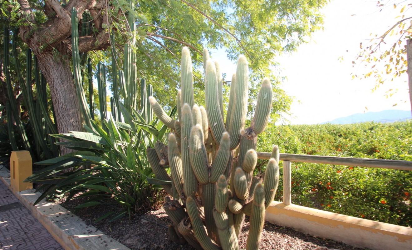 Wederverkoop - Finca - Murcia - Costa Blanca Sur