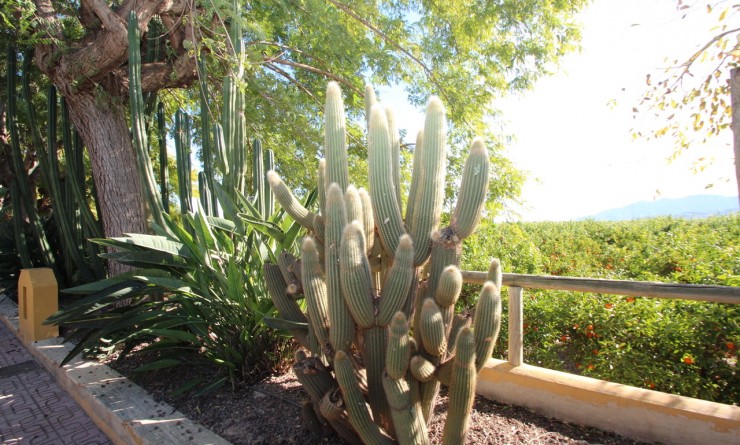 Wederverkoop - Finca - Murcia - Costa Blanca Sur