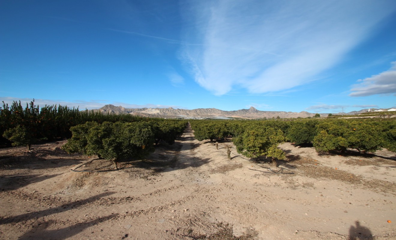 Wederverkoop - Finca - Murcia - Costa Blanca Sur