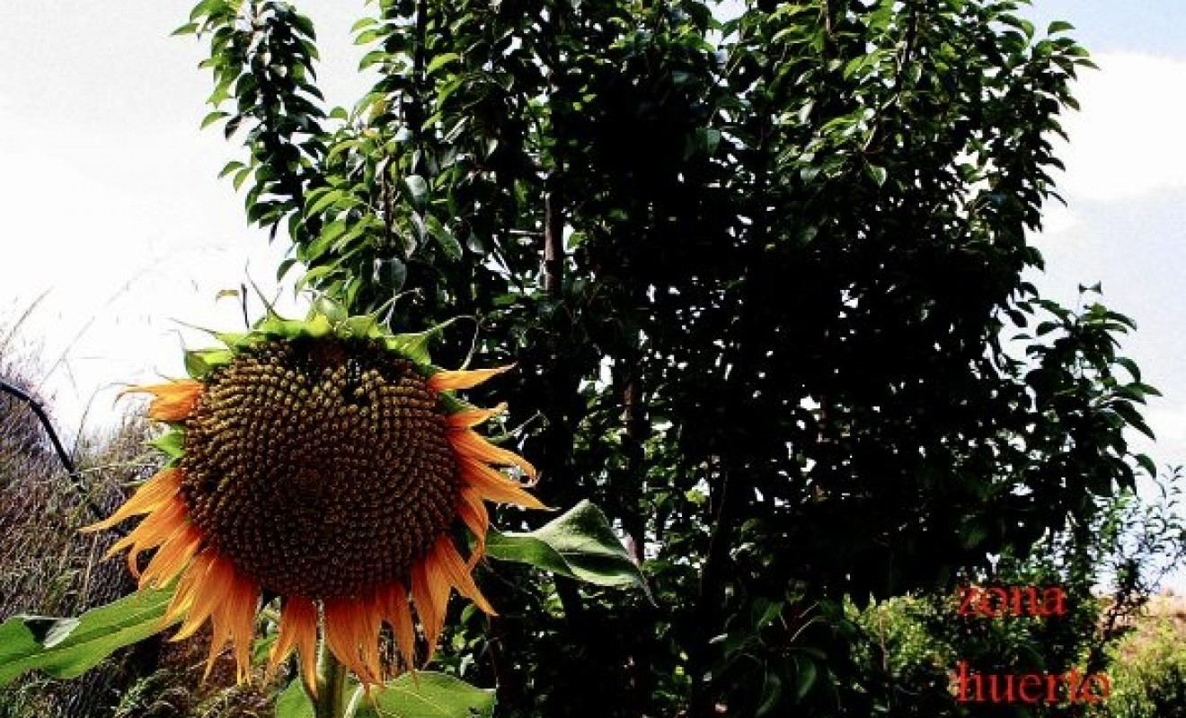 Wederverkoop - country_house - Murcia - Costa Blanca Sur