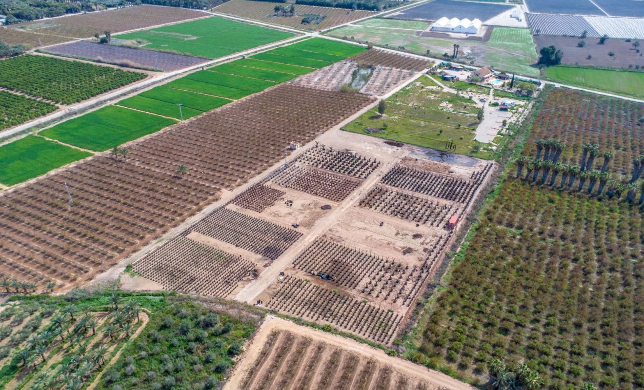 Revente - Finca - Albatera