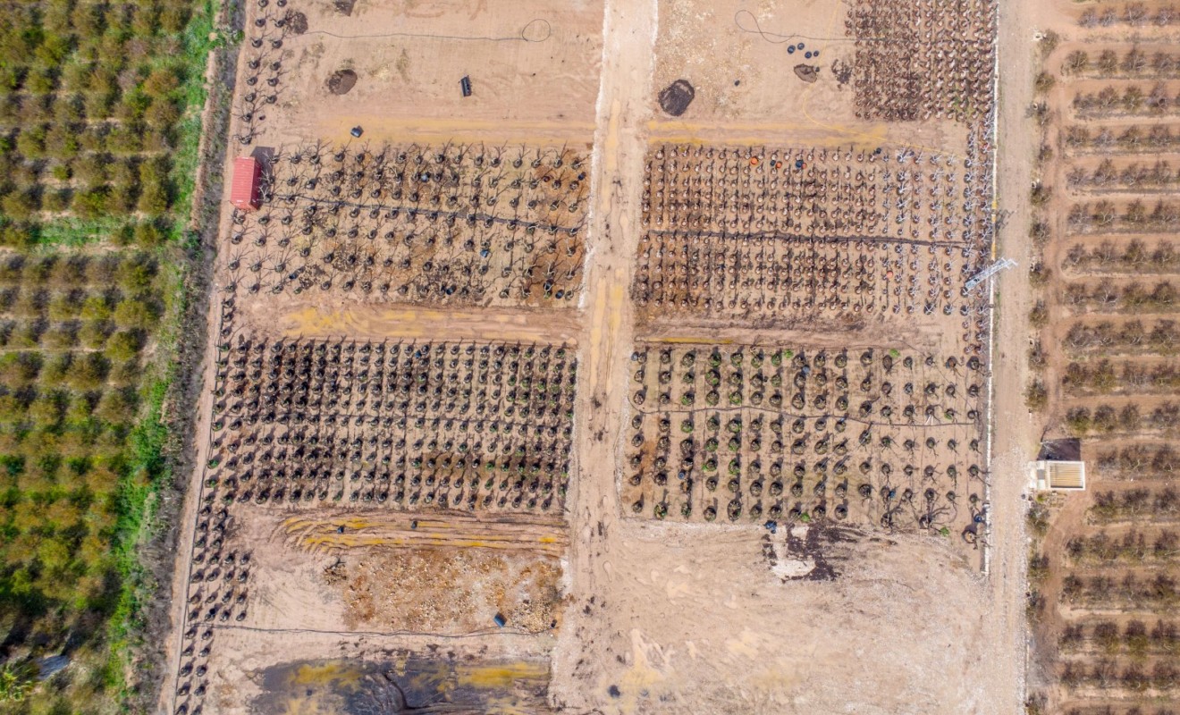 Revente - Finca - Albatera