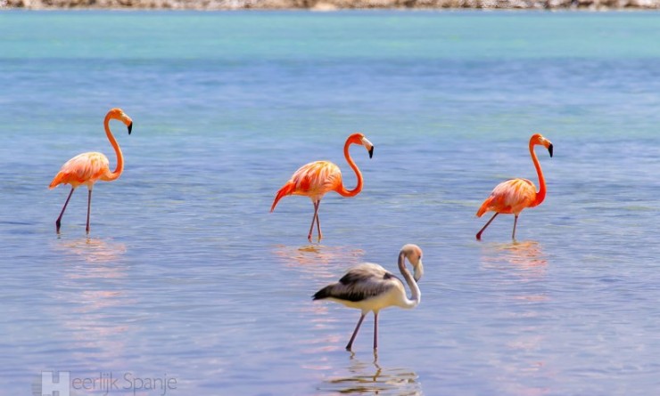 Wederverkoop - Appartement - San Pedro del Pinatar - Lo pagan