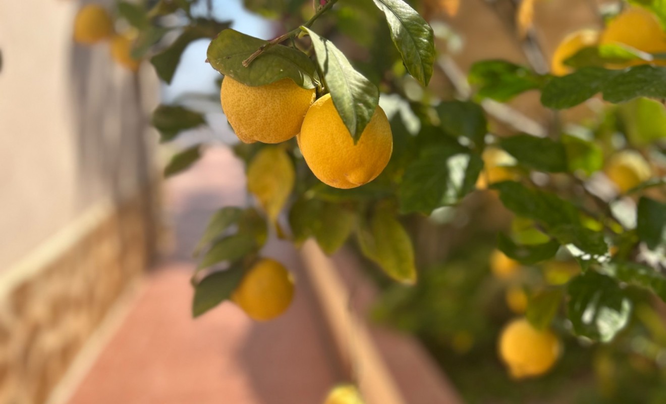 Wederverkoop - Villa - Algorfa - Lomas de Juliana