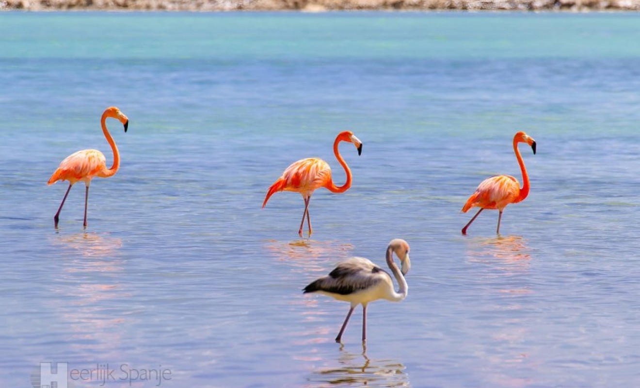 Wederverkoop - Penthouse - San Pedro del Pinatar - Lo pagan