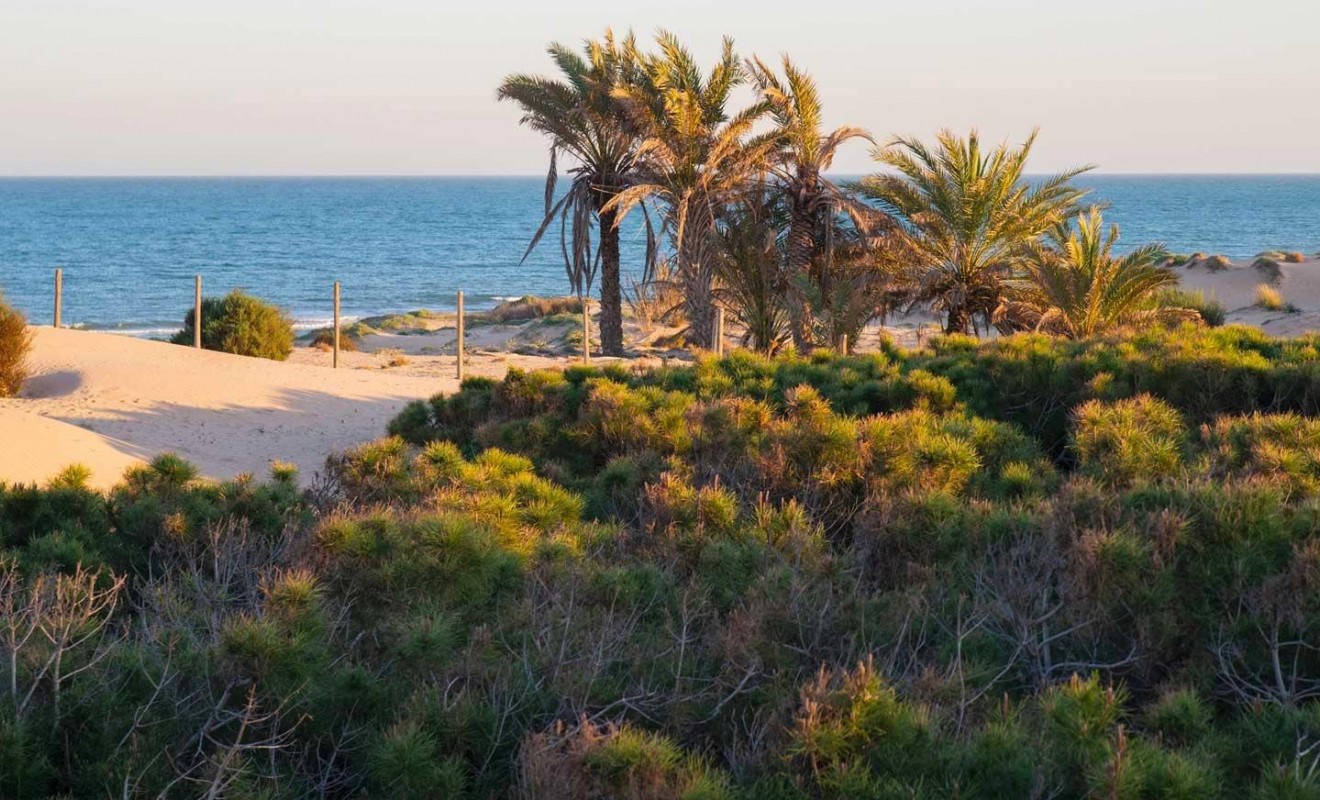 Nieuwbouw woningen - Penthouse - Guardamar del Segura - Avda del Puerto