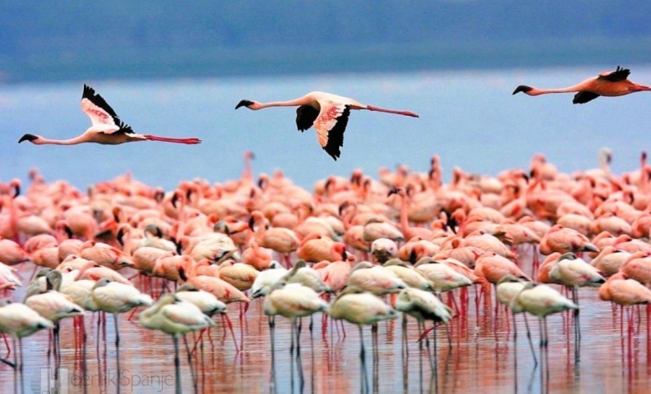 Revente - Semi-detached house - San Javier - Santiago de la Ribera