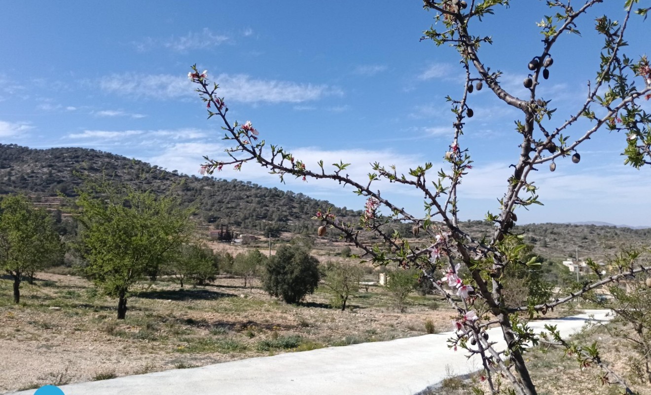 Sale - Villa - Abanilla