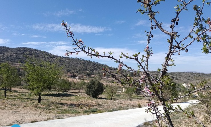 Sale - Villa - Abanilla