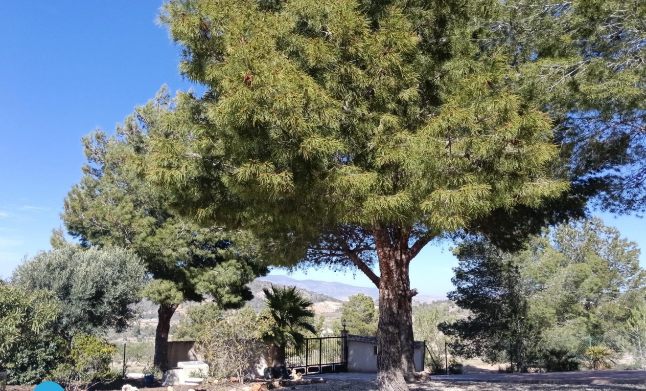 Sale - Villa - Abanilla